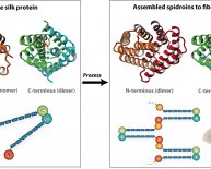 Cotton molecular structure