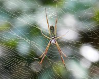 Golden silk orb-weaver Spider