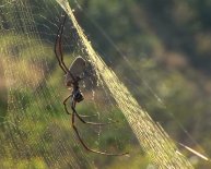 Golden silk Orbweaver