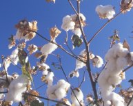 Information on cotton