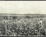 Manufacture of cotton