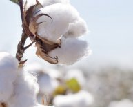 Properties of cotton