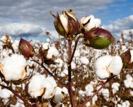 Source of cotton