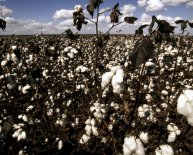 What is cotton made from?