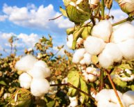 What is cotton made into?