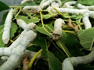 Transgenic Spider Silk Silkworms