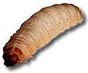 Waxworm